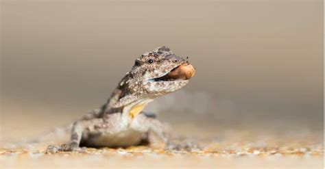 10 Aerial Animals: The Most Amazing Animals That Can Fly.